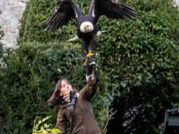 Photowalk - Hohenwerfen Castle - Falconry Austria